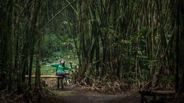 Hutan Bambu Sumbermujur Lumajang