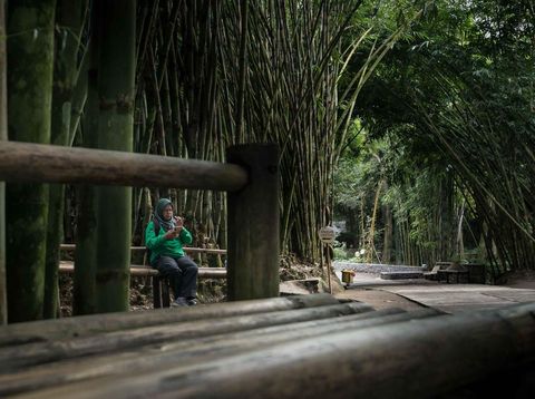 Hutan Bambu Sumbermujur Lumajang