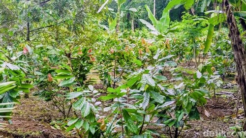 Pengembangan kakao baru di Kecamatan Petang, Badung, sebagai program pengembangan varietas baru, Rabu (3/12/2025).