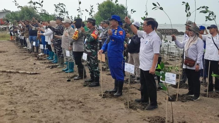Cara DLH Indramayu Jaga Kelestarian Pesisir Lewat Puluhan Ribu Mangrove