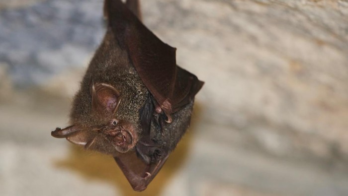 8 Cara Mengusir Kelelawar yang Hinggap di Rumah dan Buang Kotoran Sembarangan