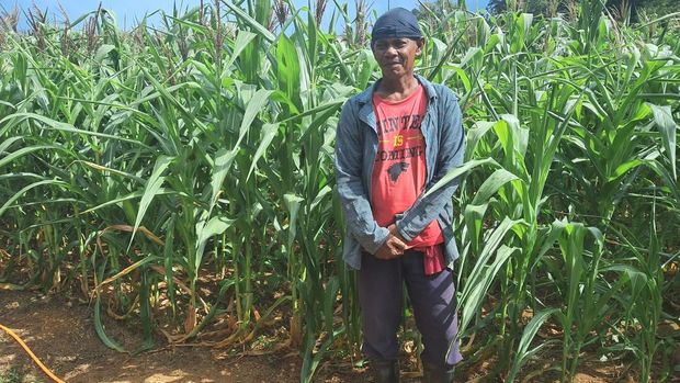 Ladang Jagung di Serang