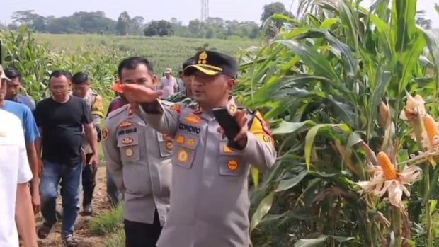 Ladang Jagung di Serang