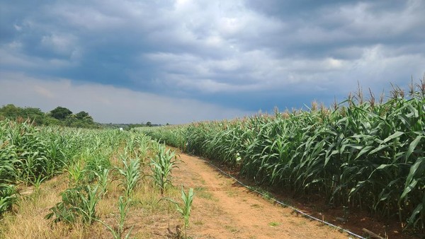 Ladang Jagung ala Interstellar