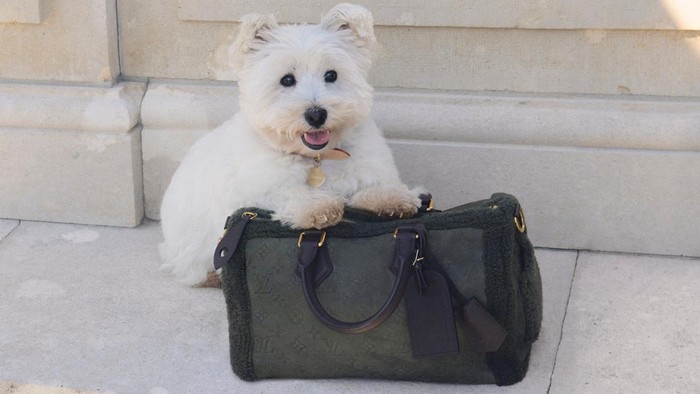 Louis Vuitton Rilis Koleksi Aksesori Anjing 2025