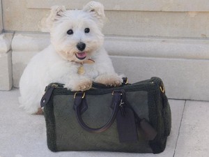 Pharrell Williams Kembali Rilis Aksesori Mewah Khusus Anabul di Louis Vuitton