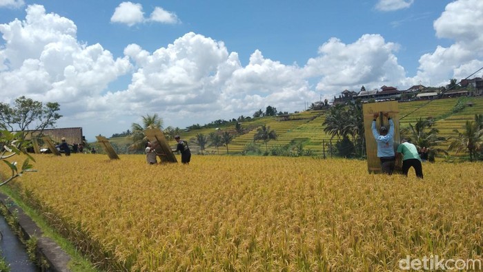 Bupati Tabanan soal Aksi Protes Petani Jatiluwih: Mereka Menjaga Sawah