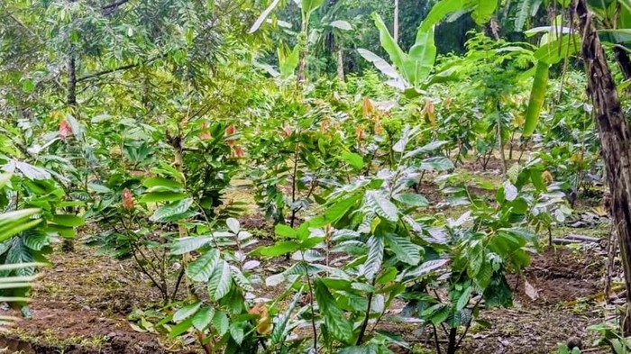 Sempat Mati Suri, Pemkab Badung Dorong Kebangkitan Komoditas Kakao