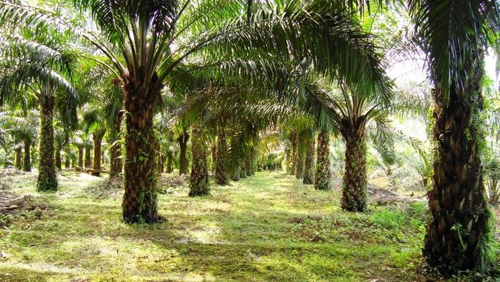 Apakah Kebun Kelapa Sawit Penyebab Banjir? Ini Penjelasannya