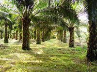 Pagi Buta, Ular Kobra Tiba-tiba Muncul Menyelinap di Ruang Tamu Warga Indramayu