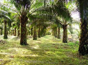 Perkebunan Sawit di Bogor hingga Sukabumi Akan Dievaluasi