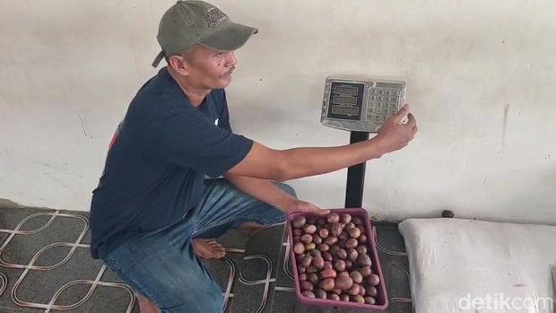 Petani buah matoa yang ada di Desa Kedungsari Kecamatan Tayu, Kabupaten Pati, Kamis (4/12/2025).