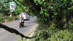 Petugas Gerak Cepat Bersihkan Pohon Tumbang Timpa Kabel di Depok