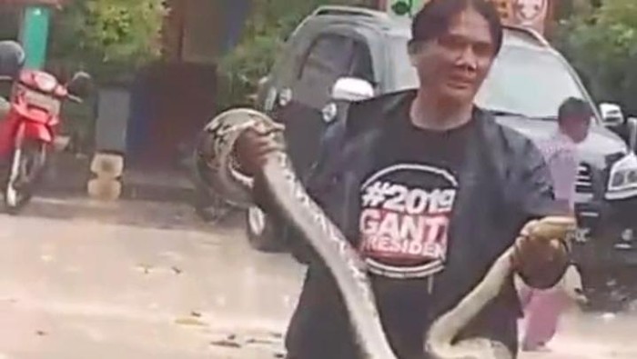 Hii! Piton 3 Meter Muncul di SDN Boyokan Klaten Bikin Siswa Ketakutan