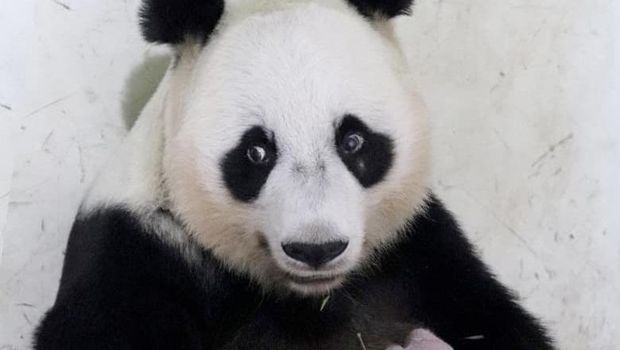 Presiden Prabowo memberi nama seekor panda 'Satrio'. (Dok. ist)