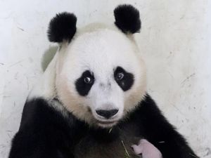 Video: Momen Prabowo Kenalkan Bayi Panda Satrio Wiratama ke Ketua MPR China