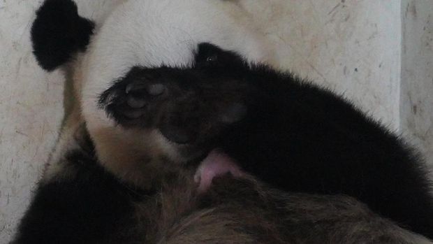 Presiden Prabowo memberi nama seekor panda 'Satrio'. (Dok. ist)