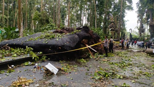Situasi depan Pura Bukit Sari Sangeh pasca tragedi pohon tumbang di falam kawasan Objek Wisata Sangeh, Kecamatan Abiansemal, Badung, Rabu (4/12/2025). (Dok Polsek Abiansemal)
