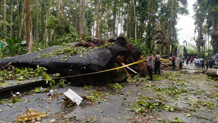 Pohon Pala Raksasa di Sangeh Tumbang, Pemandu Tewas