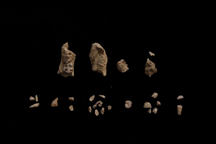 Spesimen dari manusia purba berbeda yang ditemukan di situs paleontologi Woranso-Mille, Etiopia.