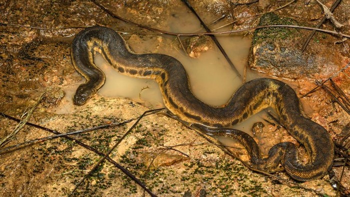 Ular Belalai Gajah Berbisa atau Tidak? Ini 5 Fakta Ilmiahnya