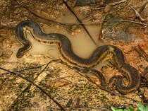 Ular Belalai Gajah Berbisa atau Tidak? Ini 5 Fakta Ilmiahnya