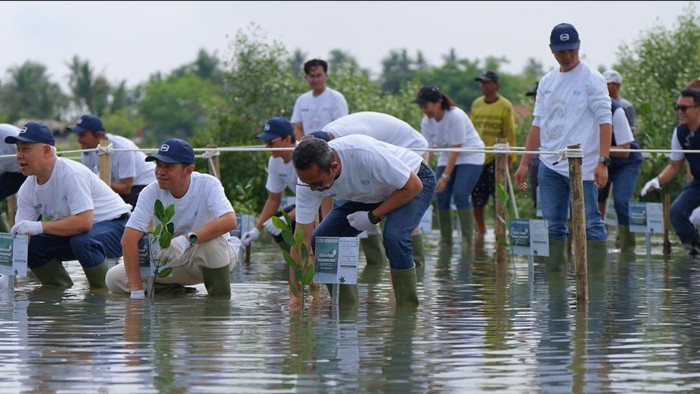 Jaga Ekosistem Pesisir, WEGE Tanam 3.500 Bibit Mangrove di 2 Lokasi