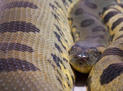 Viral Video Ular Raksasa 14 Juta Views, Netizen Ribut: Asli atau AI?