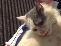 Video: Kisah Kucing di Sumbar, Seminggu Terjebak Banjir Tanpa Makanan