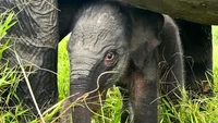 Kabar Gembira, Bayi Gajah Baru Lahir di PKG Padang Sugihan