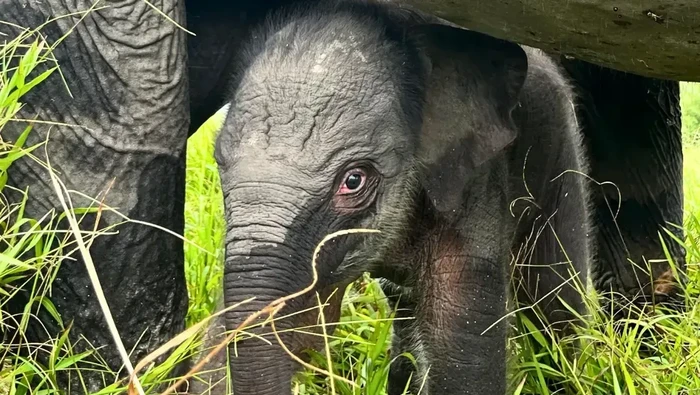 Kabar Gembira, Bayi Gajah Baru Lahir di PKG Padang Sugihan