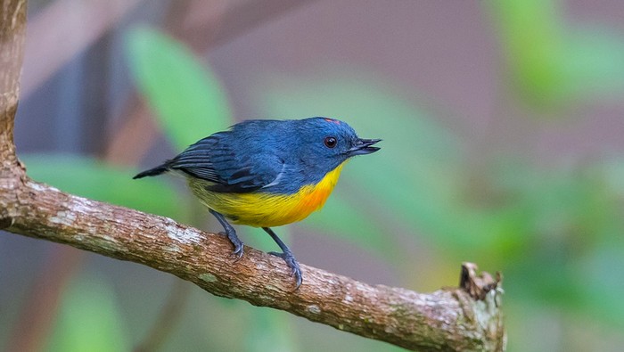Burung pentis kalimantan.