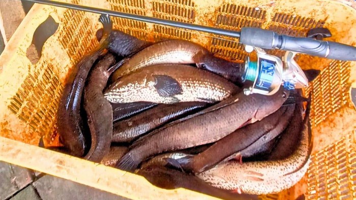 Ikan gabus dikenal sebagai ikan udun oleh masyarakat lokal suku Tidung di Salim Batu, Kabupaten Bulungan, Kalimantan Utara. Ternyata, ikan itu juga menyimpan potensi medis luar biasa.