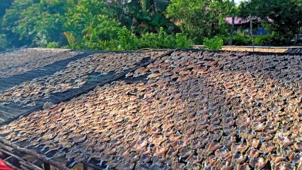 Ikan gabus dikenal sebagai ikan udun oleh masyarakat lokal suku Tidung di Salim Batu, Kabupaten Bulungan, Kalimantan Utara. Ternyata, ikan itu juga menyimpan potensi medis luar biasa.