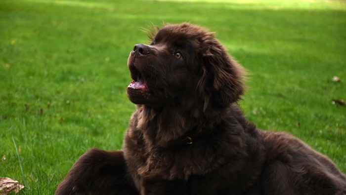 Kenapa Anjing Menggonggong di Malam Hari? Ini 7 Penyebabnya