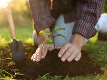 10 Januari: Hari Gerakan Satu Juta Pohon yang Digaungkan Soeharto