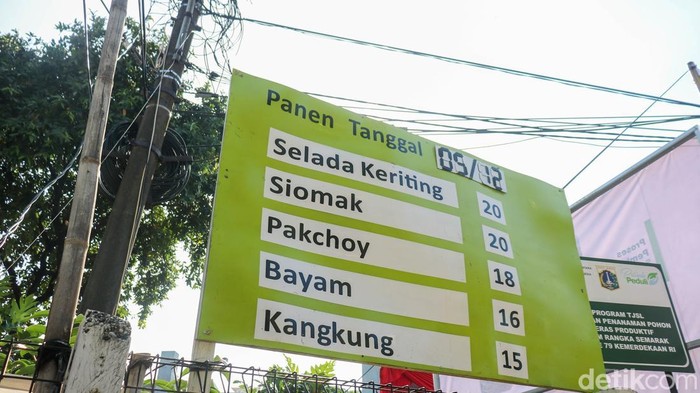 Endang N. Anung dan Dewi Rano Karno memimpin Gerakan Tanam Serentak DKI Jakarta, di Kebun Gangnam, Jakarta Utara, Jumat (5/12/2025). Kebun ini menjadi contoh ruang urban farming yang aktif memperkuat ketahanan pangan warga.