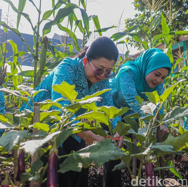 Kebun Gangnam Jadi Contoh Pertanian Modern Perkotaan