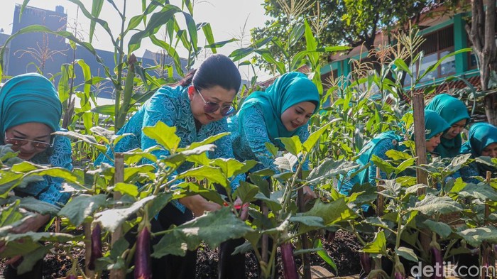 Endang N. Anung dan Dewi Rano Karno memimpin Gerakan Tanam Serentak DKI Jakarta, di Kebun Gangnam, Jakarta Utara, Jumat (5/12/2025). Kebun ini menjadi contoh ruang urban farming yang aktif memperkuat ketahanan pangan warga.
