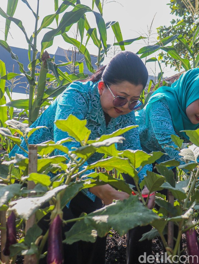 Kebun Gangnam Jadi Contoh Pertanian Modern Perkotaan