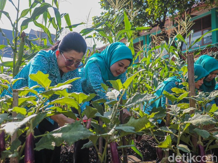 Kebun Gangnam Jadi Contoh Pertanian Modern Perkotaan
