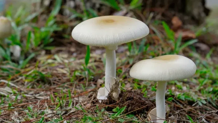 Bikin Geger! 7 Orang Ini Tumbang Setelah Santap Jamur Liar