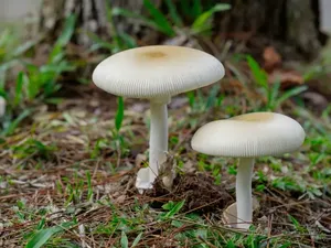 Bikin Geger! 7 Orang Ini Tumbang Setelah Santap Jamur Liar
