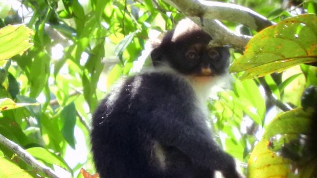 Lutung Kutai, salah satu spesies terancam di Hutan Lindung Wehea, Kutai Timur.