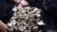 Berkilo-kilo katak beku menjadi makanan ikan arwana.