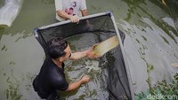 Keindahan dan nilai ekonominya membuat arwana super red di Jasinga menjadi buruan kolektor lokal maupun mancanegara.
