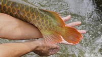 Dengan sisik merah menyala dan gerakan anggun, arwana atau yang sering disebut “ikan naga” ini bukan sekadar ikan hias, ia adalah simbol keberuntungan, prestise, dan nilai ekonomi tinggi yang bisa menembus miliaran rupiah per ekor.