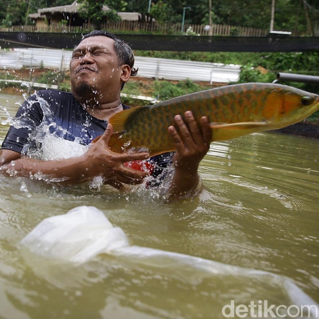Mengintip Harta Karun di Jasinga: Arwana Super Red Bernilai Miliaran yang Jadi Buruan Kolektor