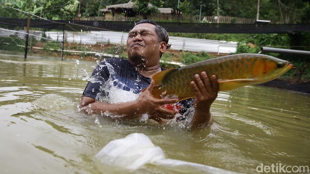 Mengintip Harta Karun di Jasinga: Arwana Super Red Bernilai Miliaran yang Jadi Buruan Kolektor Di balik rimbunnya pepohonan Jasinga, Bogor, tersimpan harta karun yang bukan emas atau permata, melainkan ikan berkilau yang memikat perhatian dunia: arwana super red. Dengan sisik merah menyala dan gerakan anggun, arwana atau yang sering disebut
