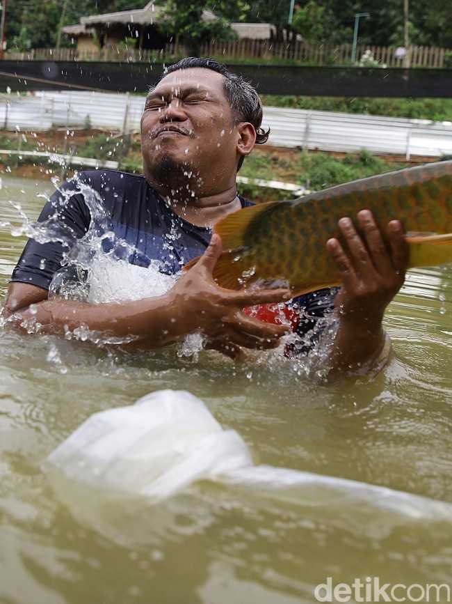 Mengintip Harta Karun di Jasinga: Arwana Super Red Bernilai Miliaran yang Jadi Buruan Kolektor